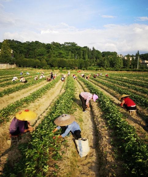 广西兴安成为华南最大草莓种苗繁育基地